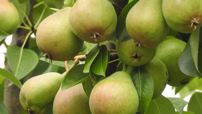 De Ultieme Gids voor Biologische Fruitboomverzorging: Tips en Technieken