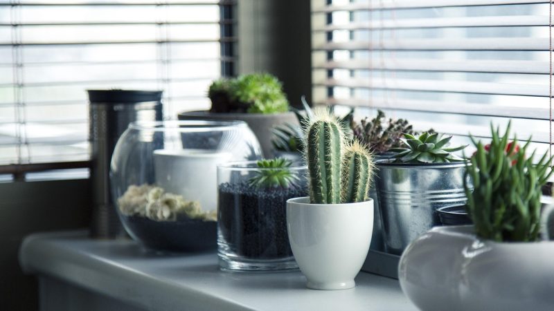 Compacte stedelijke jungles: binnenplanten voor klein wonen